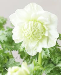 Flower Species | Junk sweet Garden tef*tef*