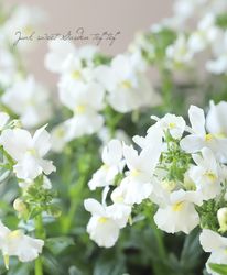 �ɺ��ͥ᥷�����᡼�ƥ롡�إ��Ρ�������