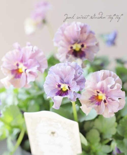 ○育種家ビオラ 『レディ』 大株【A】1点物 | すべての商品 | | Junk