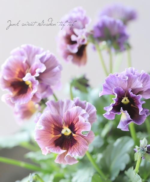 ○育種家ビオラ 『レディ』 大株【C】一点物 | すべての商品 | | Junk