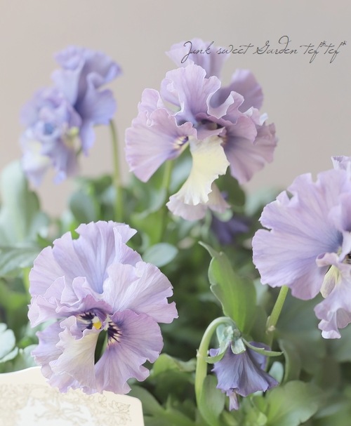 m*i様 ビオラ レディ C ブルー美株 M*I様 ビオラレディ苗 1番 美しい