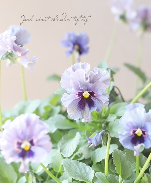 ○育種家ビオラ 『レディ』 大株【F】一点物 | すべての商品 | | Junk