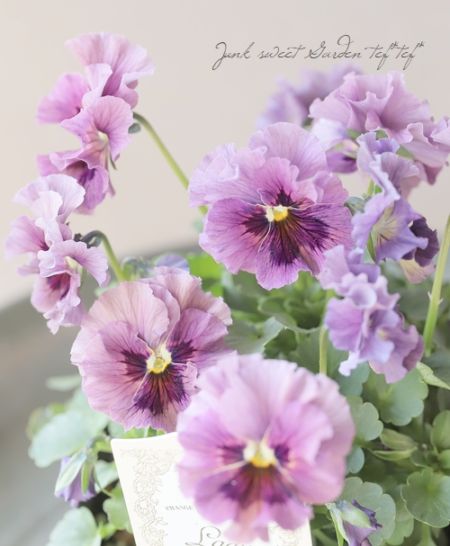 ○育種家ビオラ 『レディ』 大株【H】一点物 | すべての商品 | | Junk