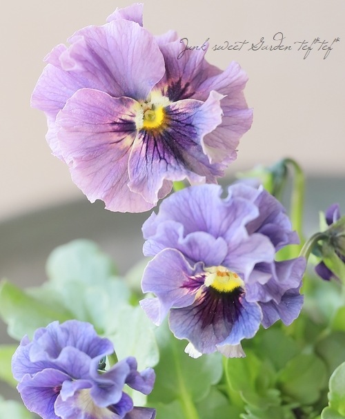 m*i様 ビオラ レディ C ブルー美株 M*I様 ビオラレディ苗 1番 美しい