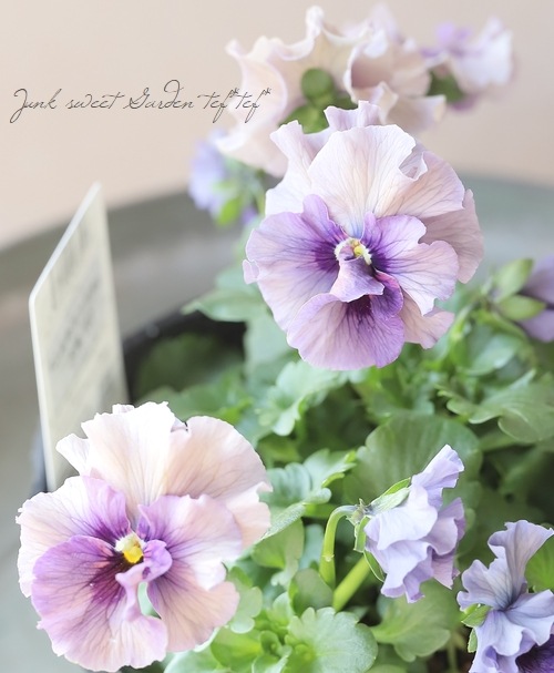 ○北島園芸さんオリジナル八重ビオラ『ふんわりフリル』 大株【E