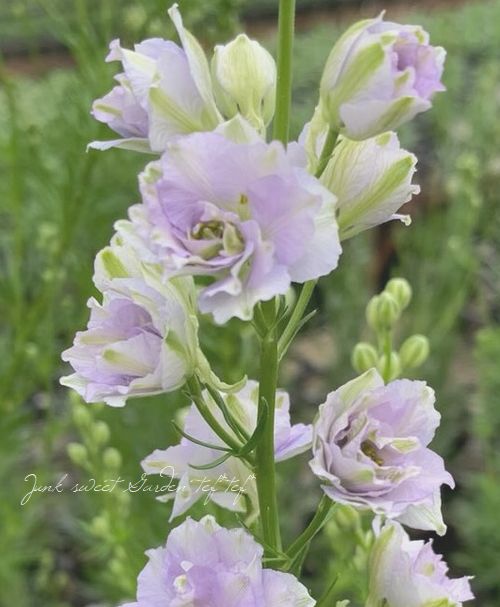 Ȭ�ź餭�顼�����ѡ����إ��⡼������������