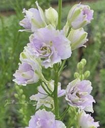 Ȭ�ź餭�顼�����ѡ����إ��⡼������������