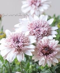 �ھ�����ݡۥ����ƥ����ڥ�ޥࡡ�ѥƥ������إ٥꡼�ۥ磻�ȡ�