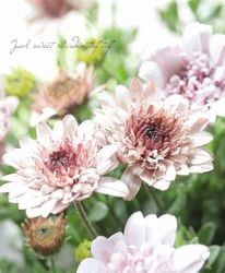 Flower Species,オステオスペルマム | Junk sweet Garden tef*tef*