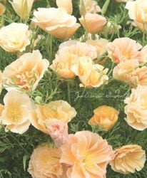 ����ե���˥��ݥԡ����إԡ�������١١إԡ��������٥åȡ١�������������