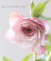 Flower Species,クリスマスローズ | Junk sweet Garden tef*tef*