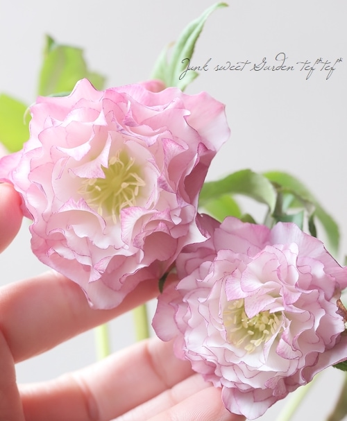 クリスマスローズ 『川久保交配・超多弁ダブル』 2026【No.2