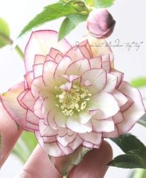 ㉖-235クリスマスローズ 楽天市場】クリスマスローズ ダブル 開花株 グロスレッド 5号 現品