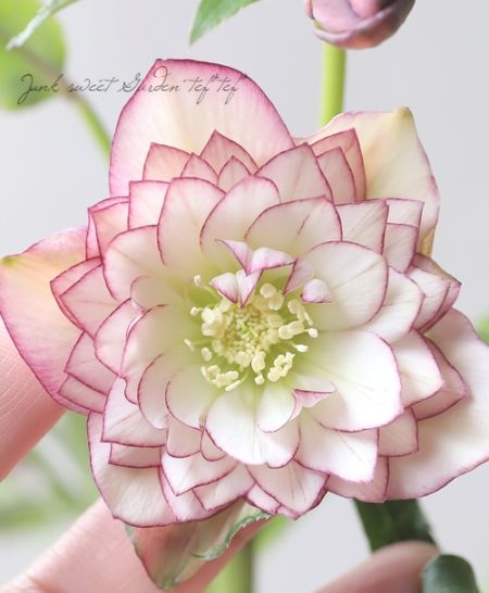 クリスマスローズ 『川久保交配・多弁ダブル』 2026【No.6】 | すべて