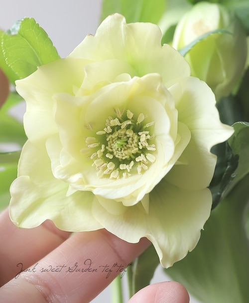 〈匿名発送〉 132 クリスマスローズ ss デュメ交配 グリーン 高橋育苗 匿名発送〉 132 クリスマスローズ ss デュメ交配 グリーン 高橋育苗