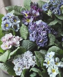 ����ƥ������ץ��顡�إ�����ơ����ե���