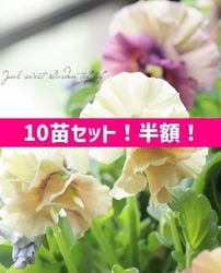 ��10�ĥ��åȡ�Ⱦ�ۡ��� ���ե��餭�ӥ��顡�إ������롼��ٲ����¡߶����դ����ඦƱ��ȯ�ʼ�