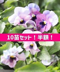 ��10�ĥ��åȡ�Ⱦ�ۡ��ۡ��ߤ�ȥӥ��顡�ؤդ�դ���������