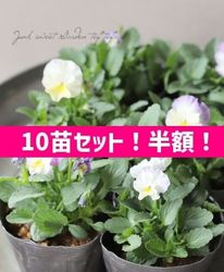 ��10�ĥ��åȡ�Ⱦ�ۡ��ۡ��ߤ�ȥӥ��顡�إ��󥸥�����å���