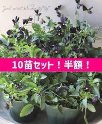 ��10�ĥ��åȡ�Ⱦ�ۡ��� �����֥餵�����������ROKA����ӥ��顡�ع��������