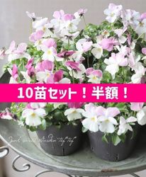 ��10�ĥ��åȡ�Ⱦ�ۡ��ۡ��ߤ�ȥӥ��顡�ؽդ����