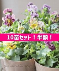 ��10�ĥ��åȡ�Ⱦ�ۡ��ۡ��ޥĥХ�ե��ե����व��ӥ��顦���ޡ��֥� �إ�������å���ݥåס١�