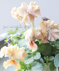 ���ʲ���³������ȥӥ��顡��evolve -���ܥ��-�� ������� ��SP��