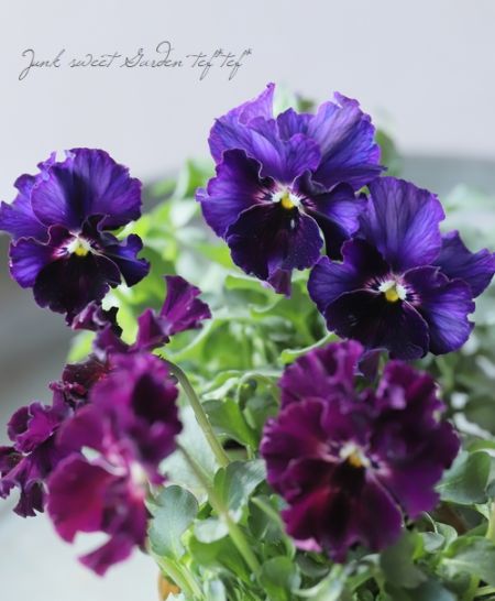 ○育種家ビオラ 『レディ』【ディープカラー】 | すべての商品