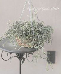 �ڴ��տ�ʪ�� ��ץ��ꥹ �إԥ�����ѡ� �إե����ȥ��奬����