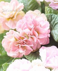 Ȭ�ź餭���إץ��顦�ݥꥢ�� �إ�꡼�ա� ��A��