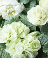 Ȭ�ź餭���إץ��顦�ݥꥢ�� �إ�꡼�ա� ��B��