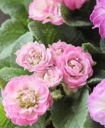 Ȭ�ź餭���إץ��顦�ݥꥢ�� �إ�꡼�ա� ��C��