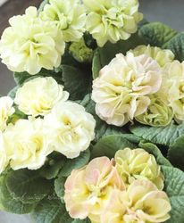 Ȭ�ź餭���إץ��顦�ݥꥢ�� �إ�꡼�ա� ��D��