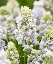 ���ڵ庬��ʪ�� �ॹ���� �إͥ����㡼���ӥ塼�ƥ�����