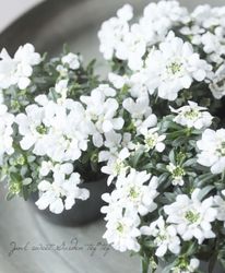 ���٥ꥹ������ڥ������󥹡��إ������顼�� ����