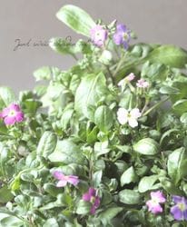 �إޥ륳�ߥ����ޥ�ƥ��ޡ� (�С����˥������ȥå�)��