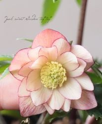 ������Ƿ�ᡦ���ꥹ�ޥ������� �إ��åץ��Fairies Dreams�ˡ� ��This is Fairy�� ���إ���ѥ��ȥ����� ���С������ 2026��No.4��