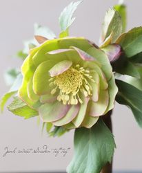 ������Ƿ�ᡦ���ꥹ�ޥ������� �إ��꡼�󡦥��åץ��Fairies Dreams�ˡٿ����� 2026��No.6��