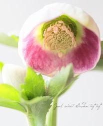 �����±�� ���ꥹ�ޥ����������إѥ��ƥ�å��她�ȥ쥤��١�2026��A��