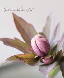 �����±�� ���ꥹ�ޥ����������إ��祳�졼�ȥ١���١�2026��B��