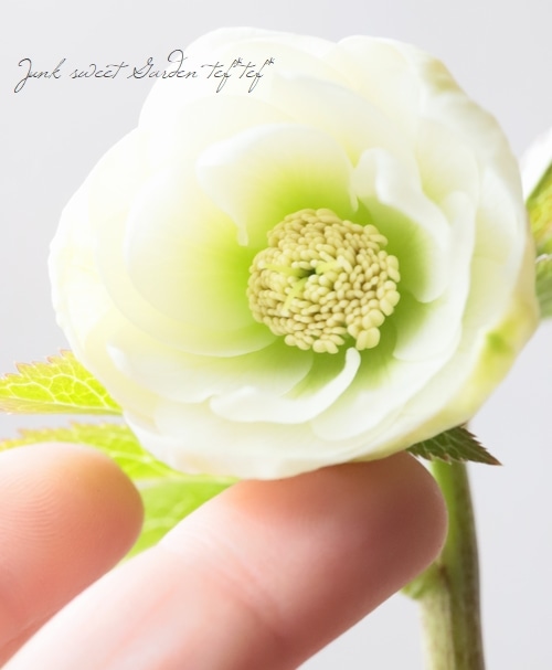 大和園】 クリスマスローズ 『ホワイトダブルカップ咲き』 2026【E