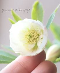 �����±�� ���ꥹ�ޥ����������ؤۤ�Τ�ԥ󥯡��ۥ磻�ȥ��ߥ��֥�١�2026��F��