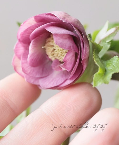 大和園】 クリスマスローズ 『アンティークピンクダブルカップ咲き