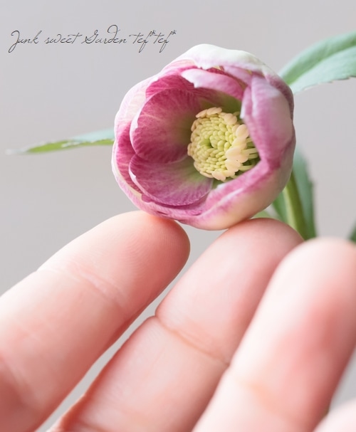 大和園】 クリスマスローズ 『リバーシブルピンクダブルカップ咲き