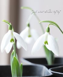 Ķ�����ڵ庬��ʪ�ۥ��Ρ��ɥ��å�  �إӥå����� (Galanthus "Big One")