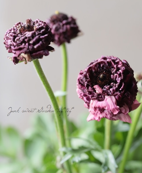 ラナンキュラス・イカロスシリーズ 【N】タイプ | すべての商品