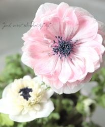 Ȭ�ź餭���ͥ�͡��إ��󥢥ꥹ�� 2���餭 ��A�����ס�