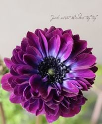 Ȭ�ź餭���ͥ�͡��إ��󥢥ꥹ�� 2���餭 ��B�����ס�