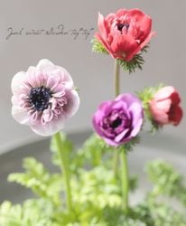 Ȭ�ź餭���ͥ�͡��إ��󥢥ꥹ�� 2���餭 ��C�����ס�