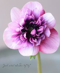 Ȭ�ź餭���ͥ�͡��إ��󥢥ꥹ�� 2���餭 ��D�����ס�